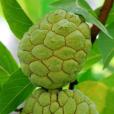 番荔枝(樟林林檎)