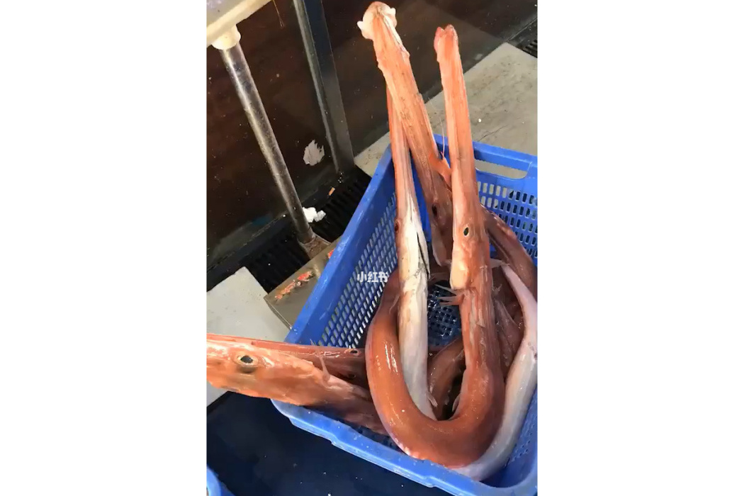 康氏馬鞭魚 康氏馬鞭魚