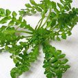 板葉薺菜 板葉薺菜