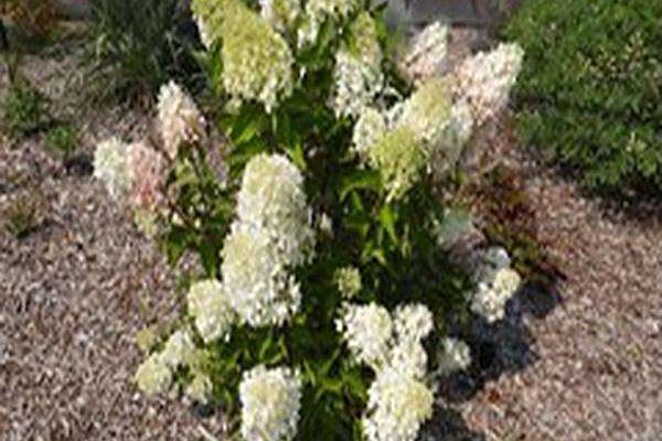 Hydrangea paniculata \x27SMNHPRZEP\x27 ZINFIN DOLL Hydrangea paniculata \x27SMNHPRZEP\x27 ZINFIN DOLL