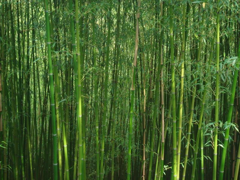 竹子產業