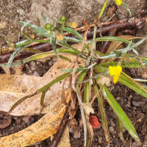 Andryala glandulosa