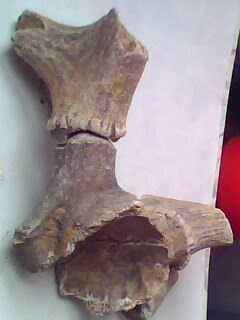 鹿頭角亞化石