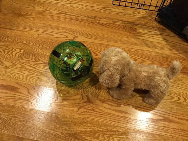 Doge Ball Doge Ball
