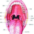 口腔尖銳濕疣 口腔尖銳濕疣