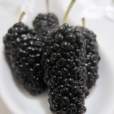 黑桑果 黑桑果