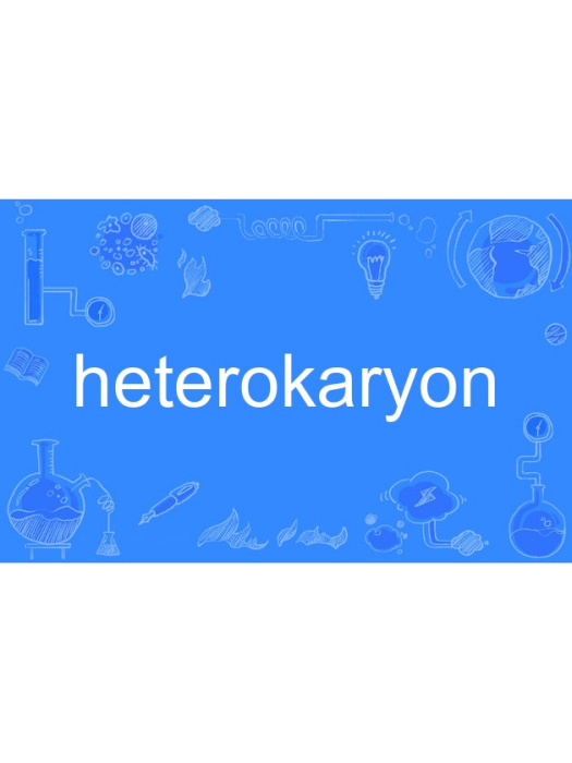 heterokaryon heterokaryon