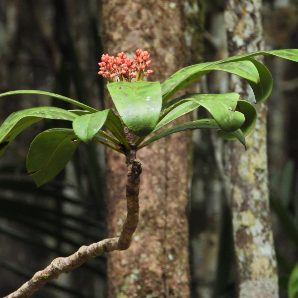 Tapeinosperma grandiflorum