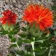 紅花針苞菊 紅花針苞菊