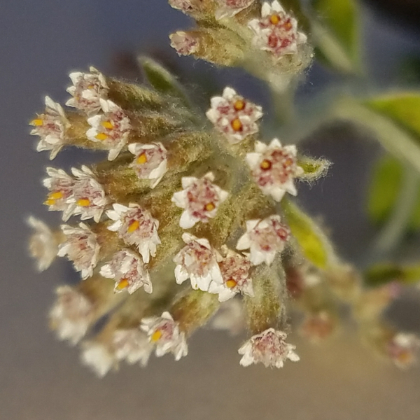 Plecostachys serpyllifolia