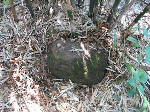 散落在竹林里當年用於防禦的石彈
