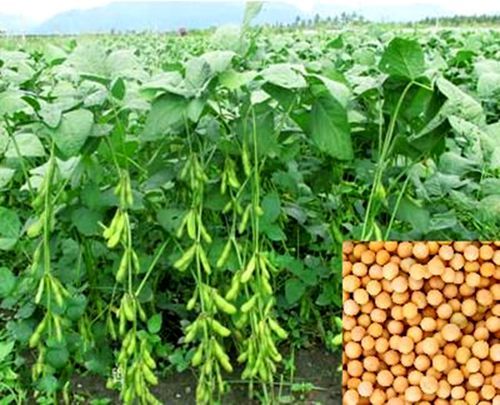 貢豆13 貢豆13