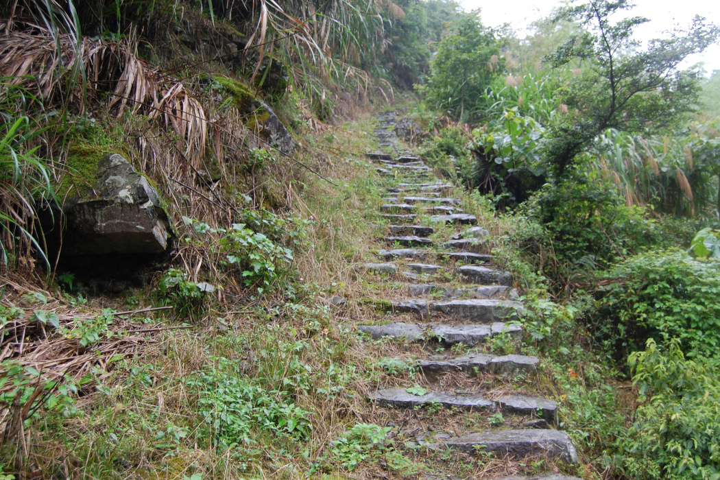樟坑嶺古道 樟坑嶺古道
