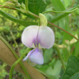 硬毛棘豆(雙子葉植物綱薔薇目豆科棘豆屬草本植物)