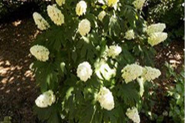 Hydrangea quercifolia \x27Queen of Hearts\x27 Hydrangea quercifolia \x27Queen of Hearts\x27