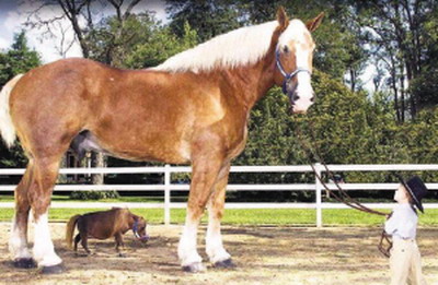 43cm，最矮的馬