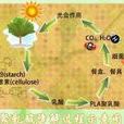 生物降解 生物降解