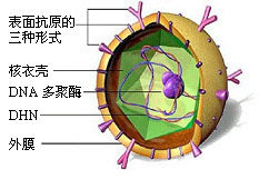 B肝病毒剖析圖