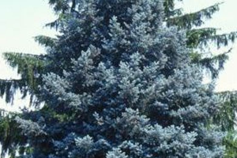 藍雲杉219號 藍雲杉219號