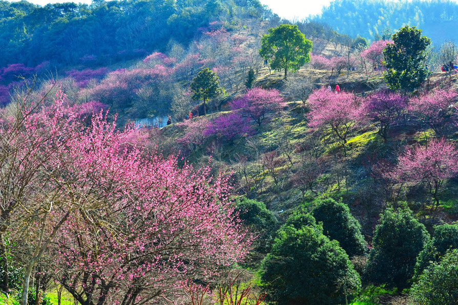 呂輝村 呂輝村