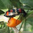 紅斑芫菁 紅斑芫菁