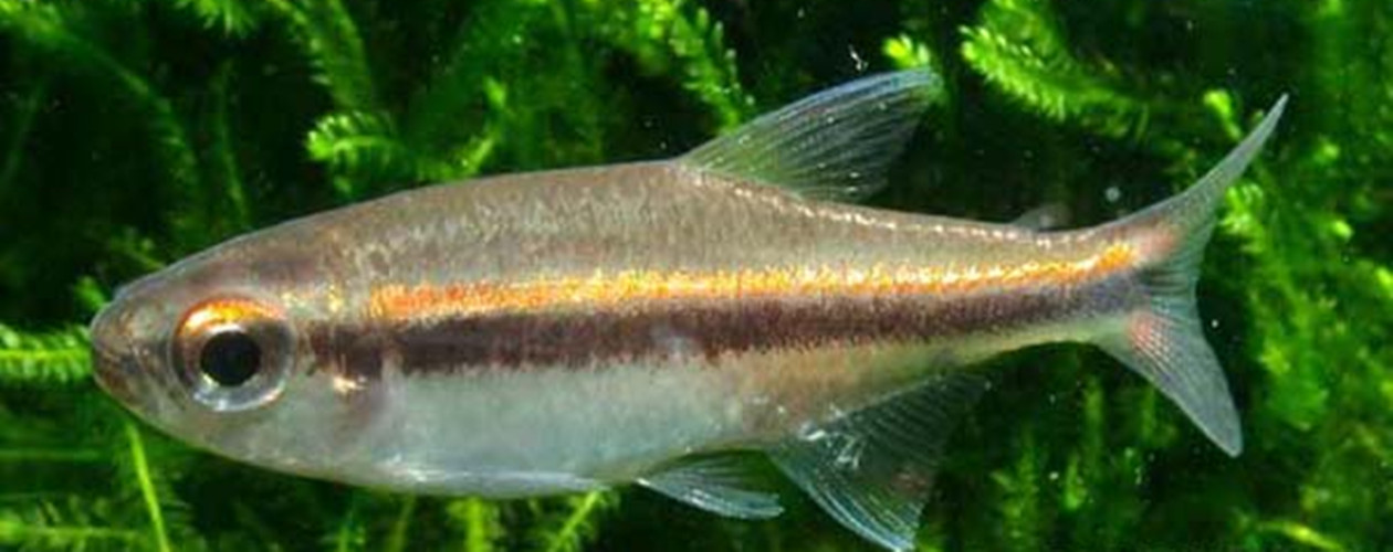 金線黑燈魚