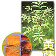 黃櫱 黃櫱