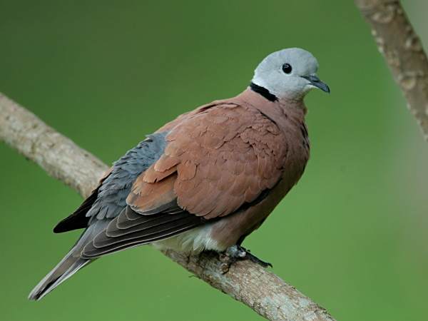 鳩蛾