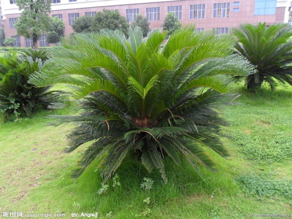 番蕉 番蕉