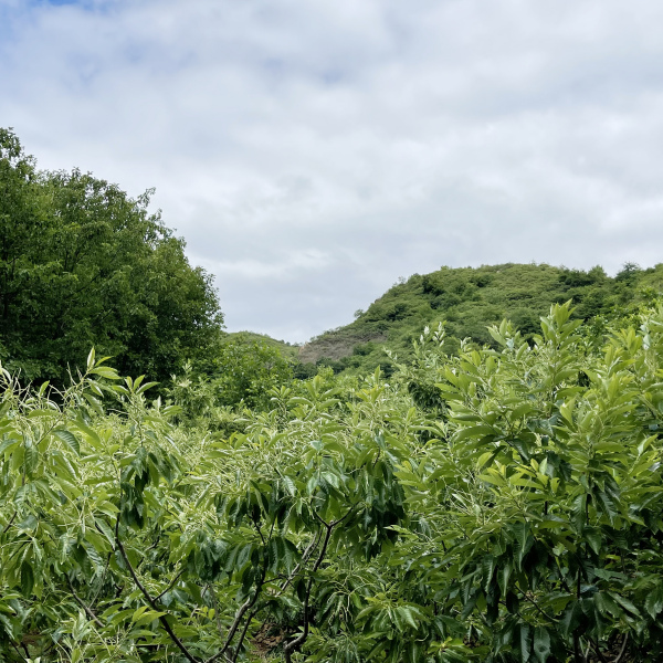 金雞溝 金雞溝