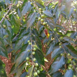Colubrina triflora