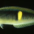 布氏擬盔魚 布氏擬盔魚