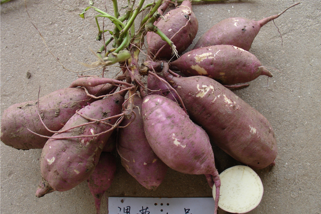 漯薯10號 漯薯10號