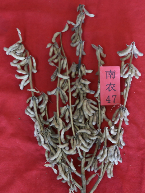 南農47 南農47