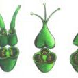 復雌蕊 復雌蕊