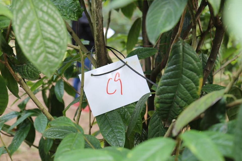 金花茶優樹FS009 金花茶優樹FS009