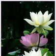 蓮華(蓮花的別稱)