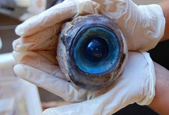鮪魚眼睛