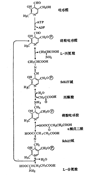 吡哆醛