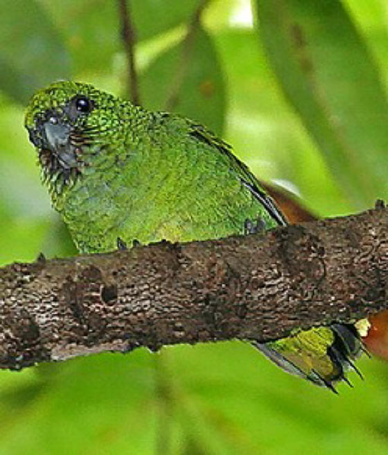 綠侏鸚鵡布乾維爾島亞種