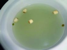 綠豆蓮子粥