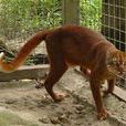 婆羅洲金貓