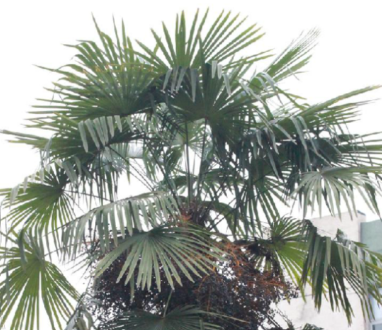 棕櫚根