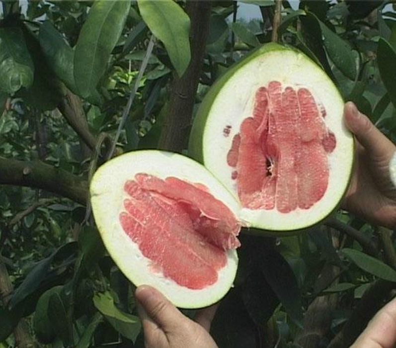 信木蜜柚