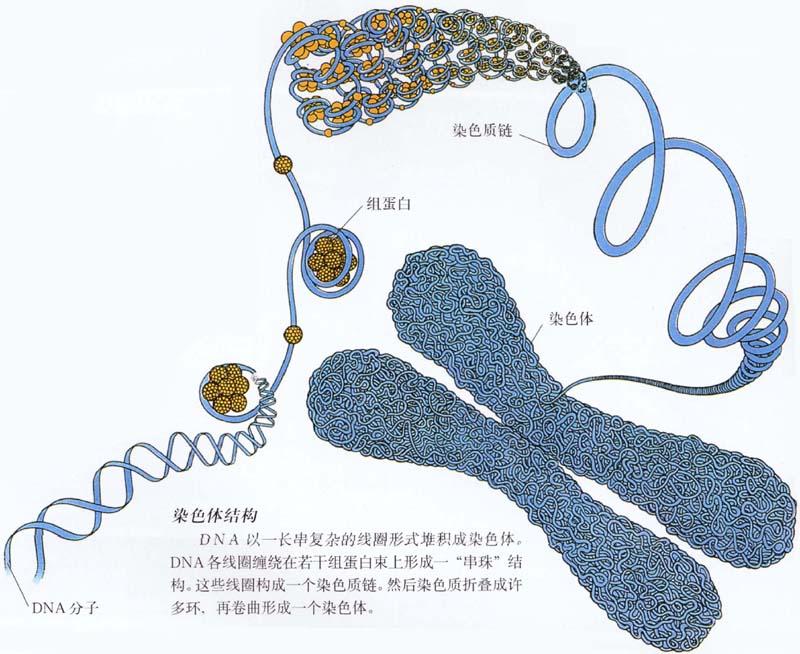 染色體結構圖