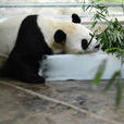 武漢動物園 武漢動物園