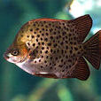 金鼓魚(金錢魚) 金鼓魚(金錢魚)