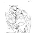 海南翼核果 海南翼核果