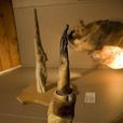 冰島雄性動物生殖器博物館