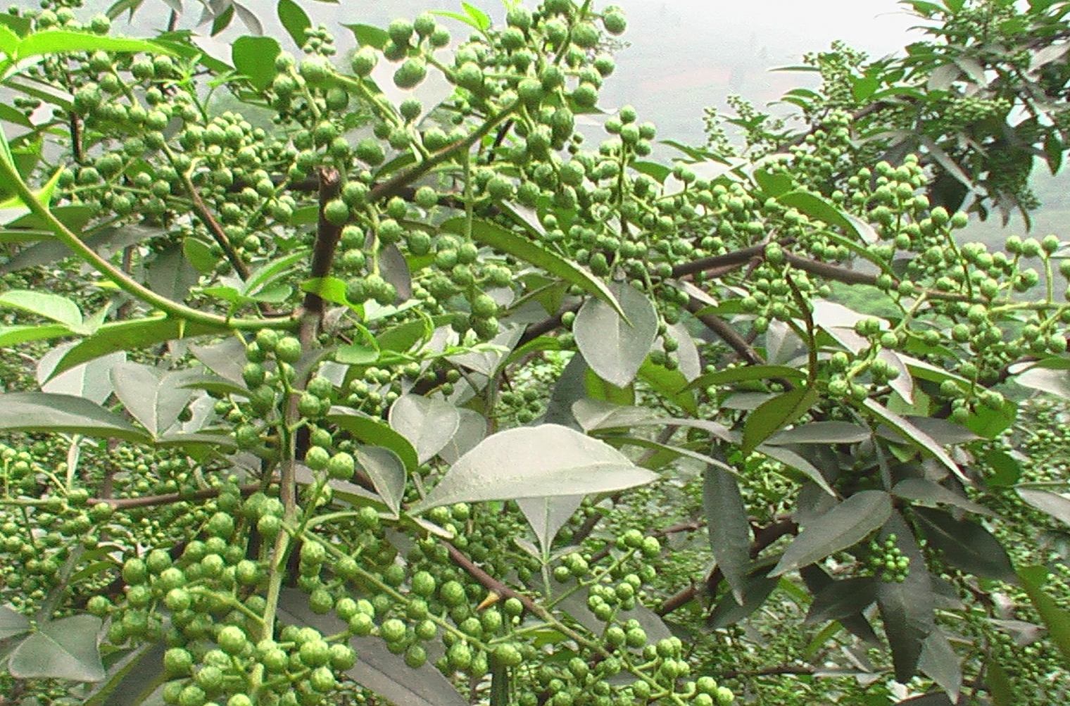 花椒根(中藥材) 花椒根(中藥材)
